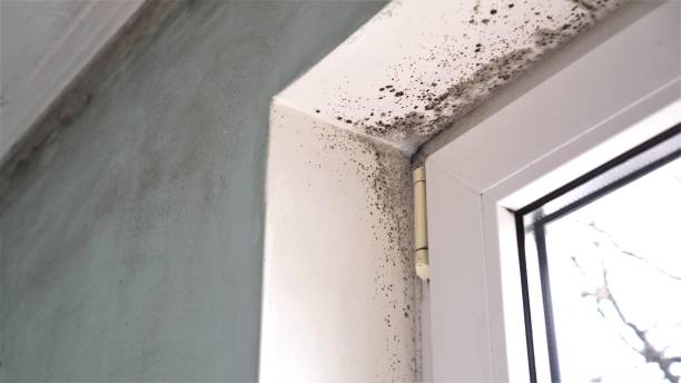 Best Airborne Mold Testing  in Heritage Village, CT