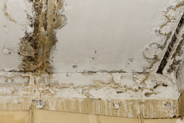 Best Mold Damage Restoration  in Heritage Village, CT