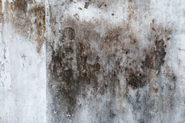 Best Mold Prevention Services  in Heritage Village, CT