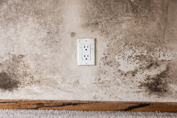 Best Crawl Space Mold Remediation  in Heritage Village, CT