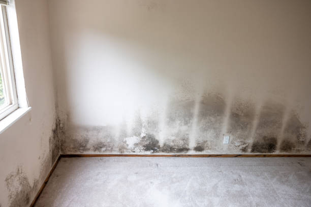 Mold Documentation for Insurance Claims in Heritage Village, CT