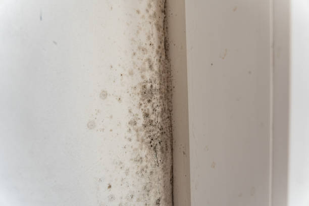 Best Mold Odor Removal Services  in Heritage Village, CT