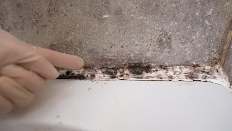 Mold Remediation for Vacation Homes in Heritage Village, CT