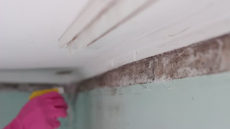 Trusted Heritage Village, CT Mold Removal Experts